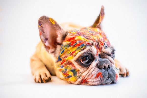 フェイスペイントをした犬